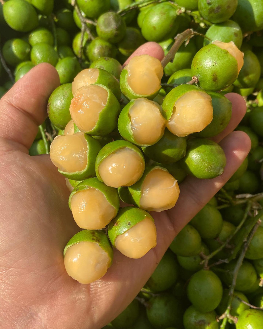 Guinep| Mamoncillo | Spanish Lime  | 3lbs