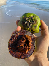 Load image into Gallery viewer, BLACK SAPOTE | CHOCOLATE PUDDING FRUIT | SMALL BOX 5 LBS
