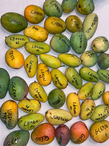 Weekly Mango Box (~3-3.5lbs) 📦 🥭