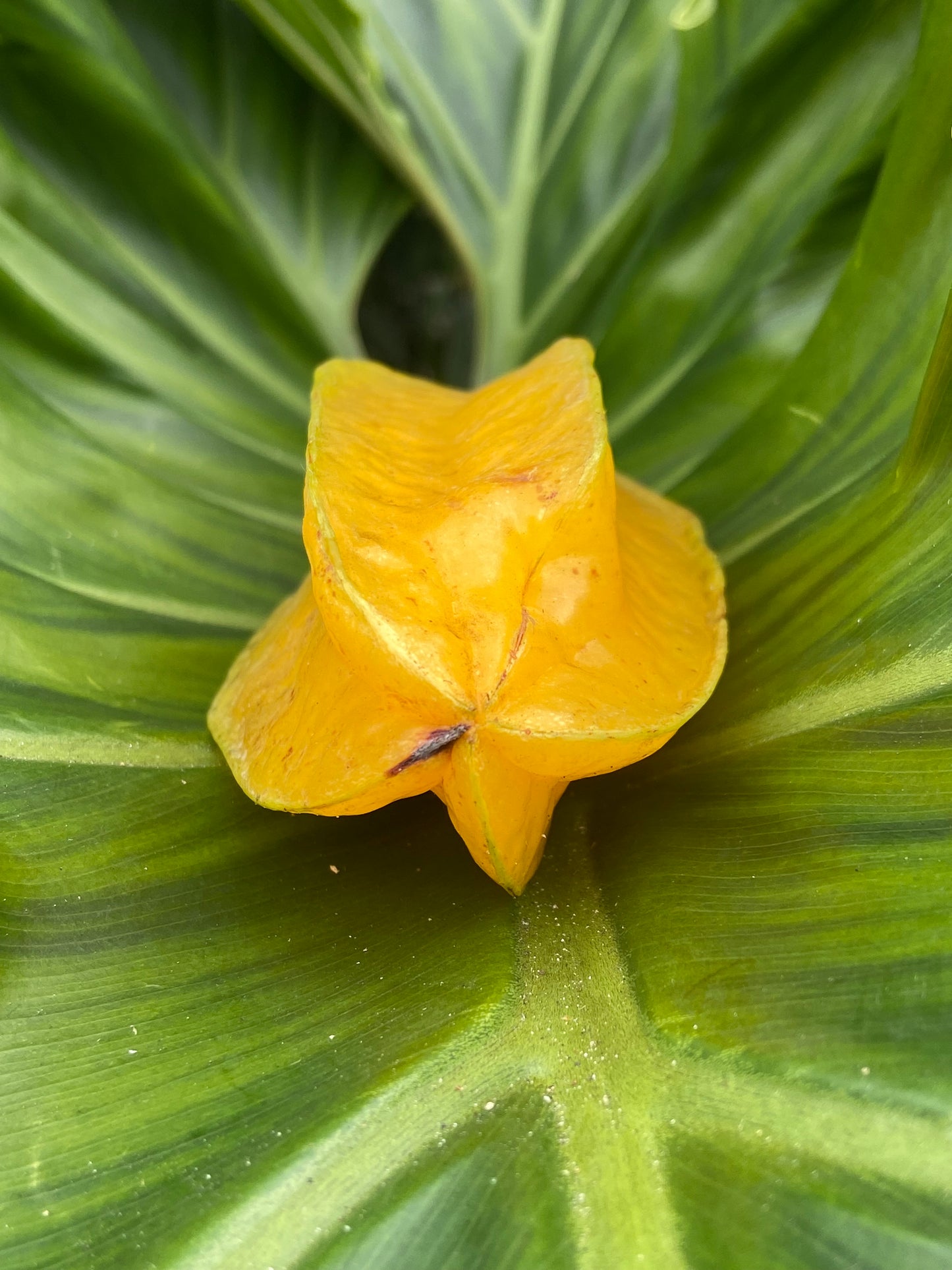 STARFRUIT | FLORIDA BOX  (20-24 FRUITS)