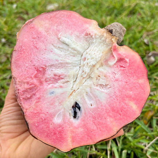 Anonna Reticulata | Red Custard Apple (Box 3 lbs)