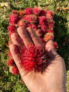 Rambutan | Box (2kg)