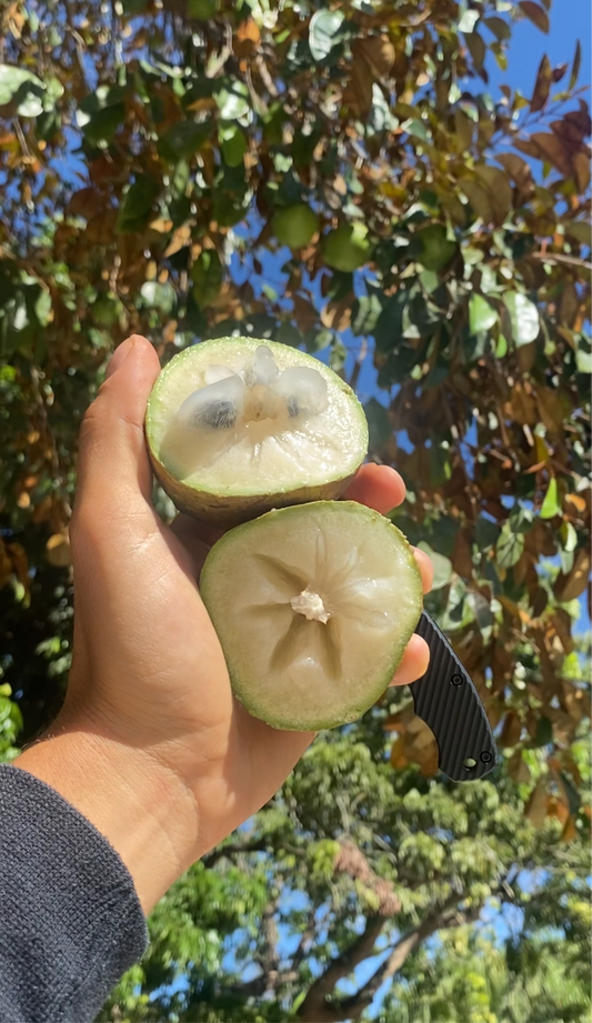 Star Apple | Caimito | Mixed or Single Colour (Box 3lbs)