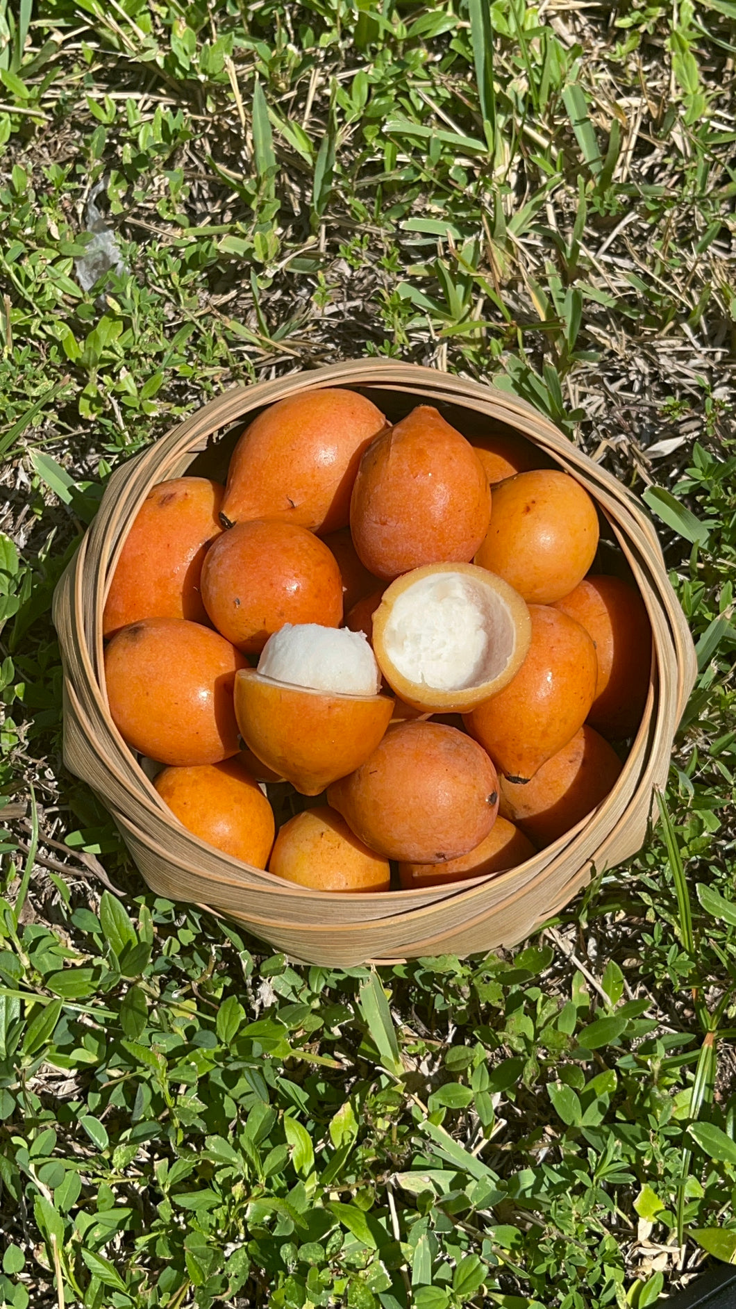 Achachiriu | Bolivian Mangosteen (~2 lbs)