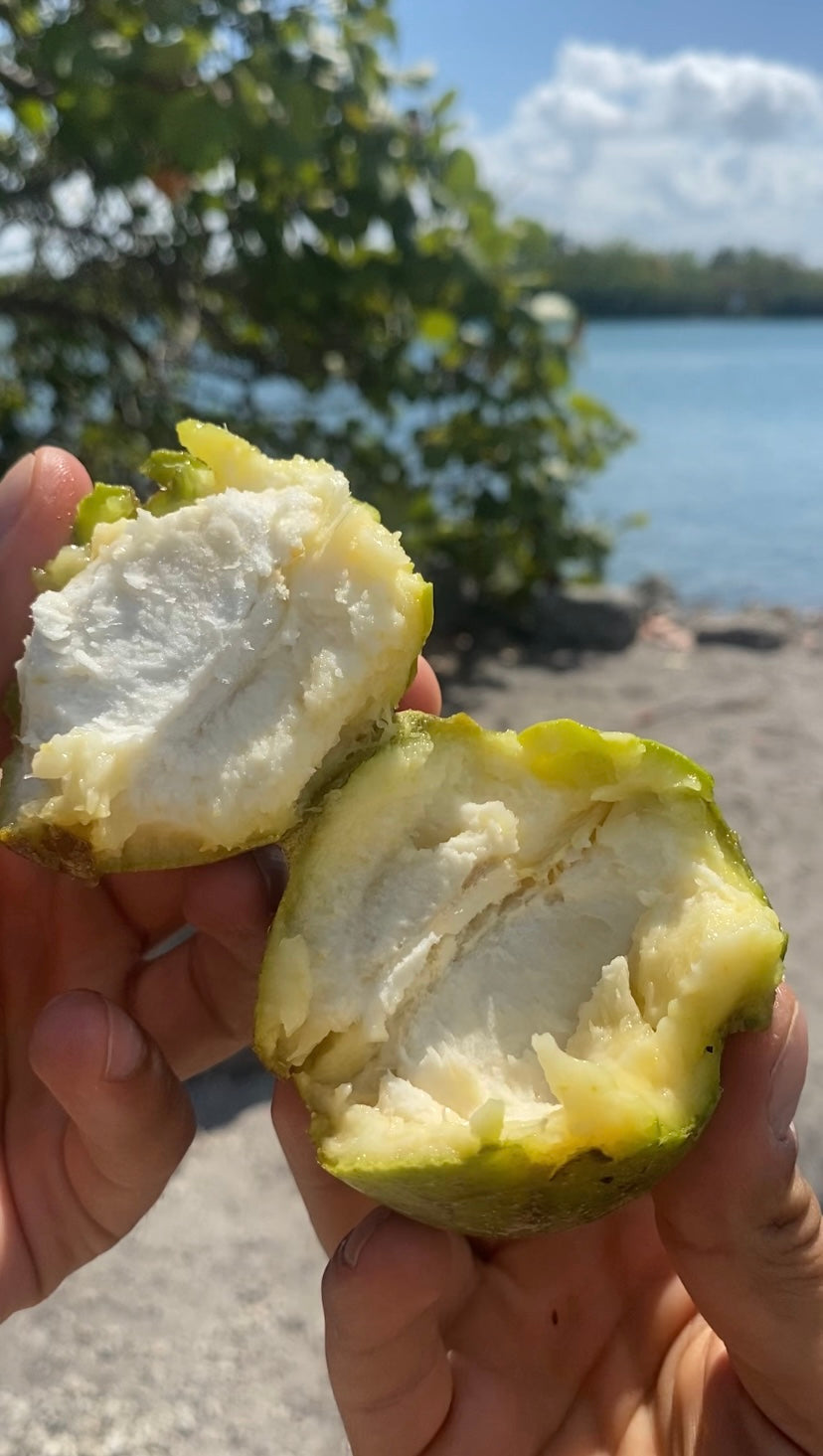 White Sapote| Box (3-5lbs)