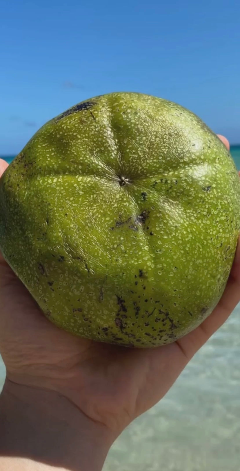 BLACK SAPOTE | CHOCOLATE PUDDING FRUIT | SMALL BOX 5 LBS