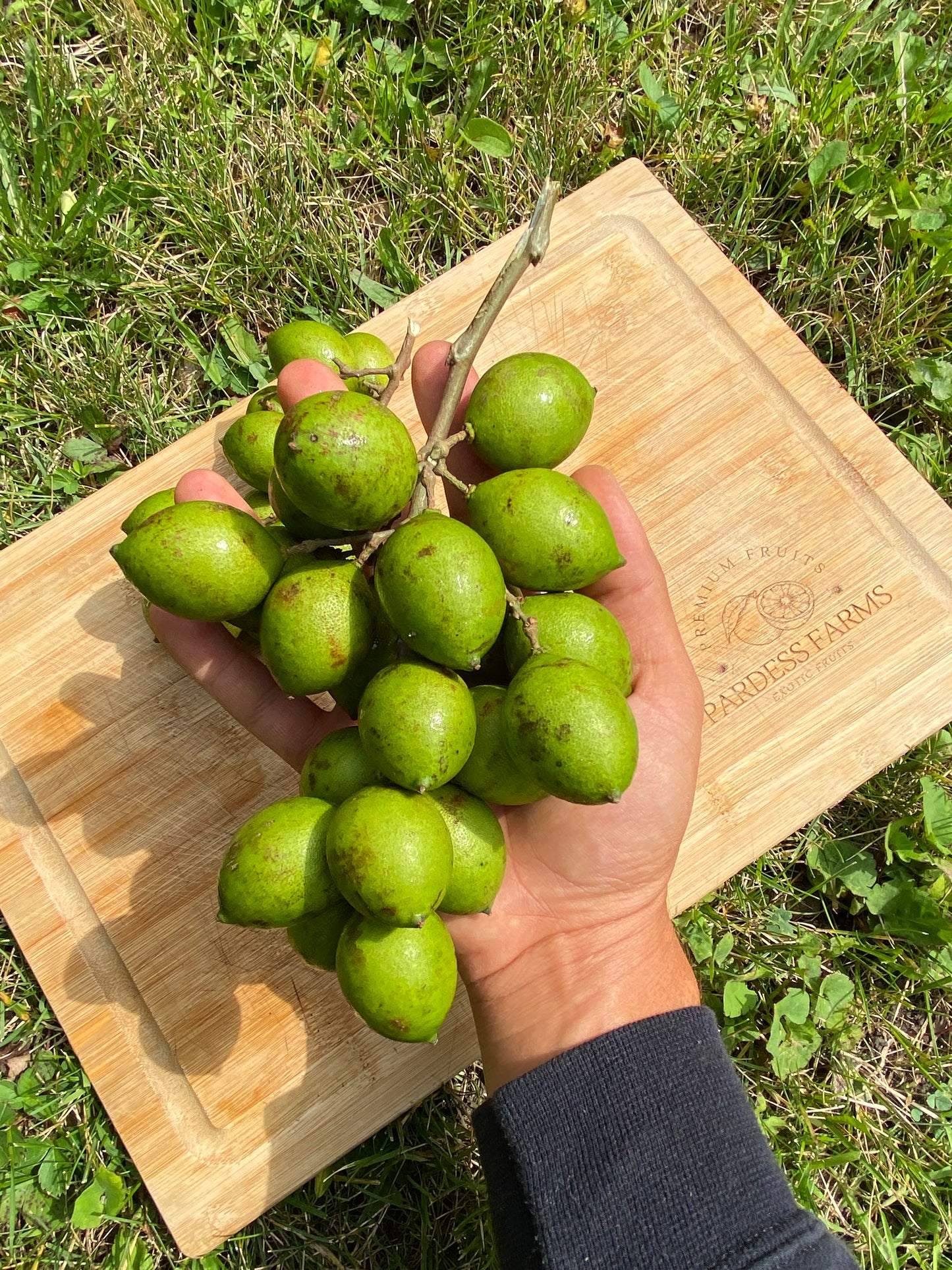 Guinep| Mamoncillo | Spanish Lime  | 3lbs