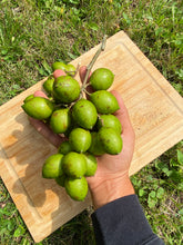 Load image into Gallery viewer, Guinep| Mamoncillo | Spanish Lime  | 3lbs
