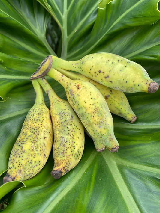 Banana | Thai Box (3lbs)