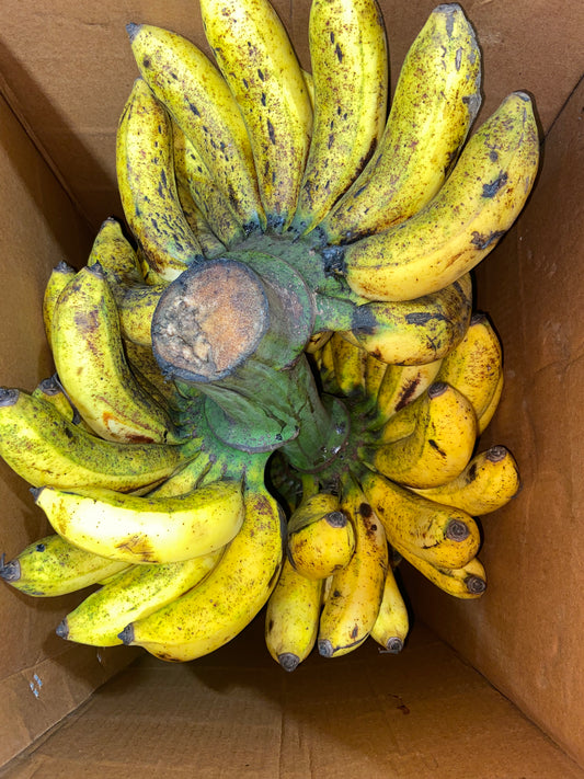 BANANA | PISANG RASTALI KAPPAL | SRI LANKA (~5LBS)