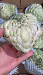 Sugar Apple | Ashta | Annona Squamosa | Egypt | Box 4KG