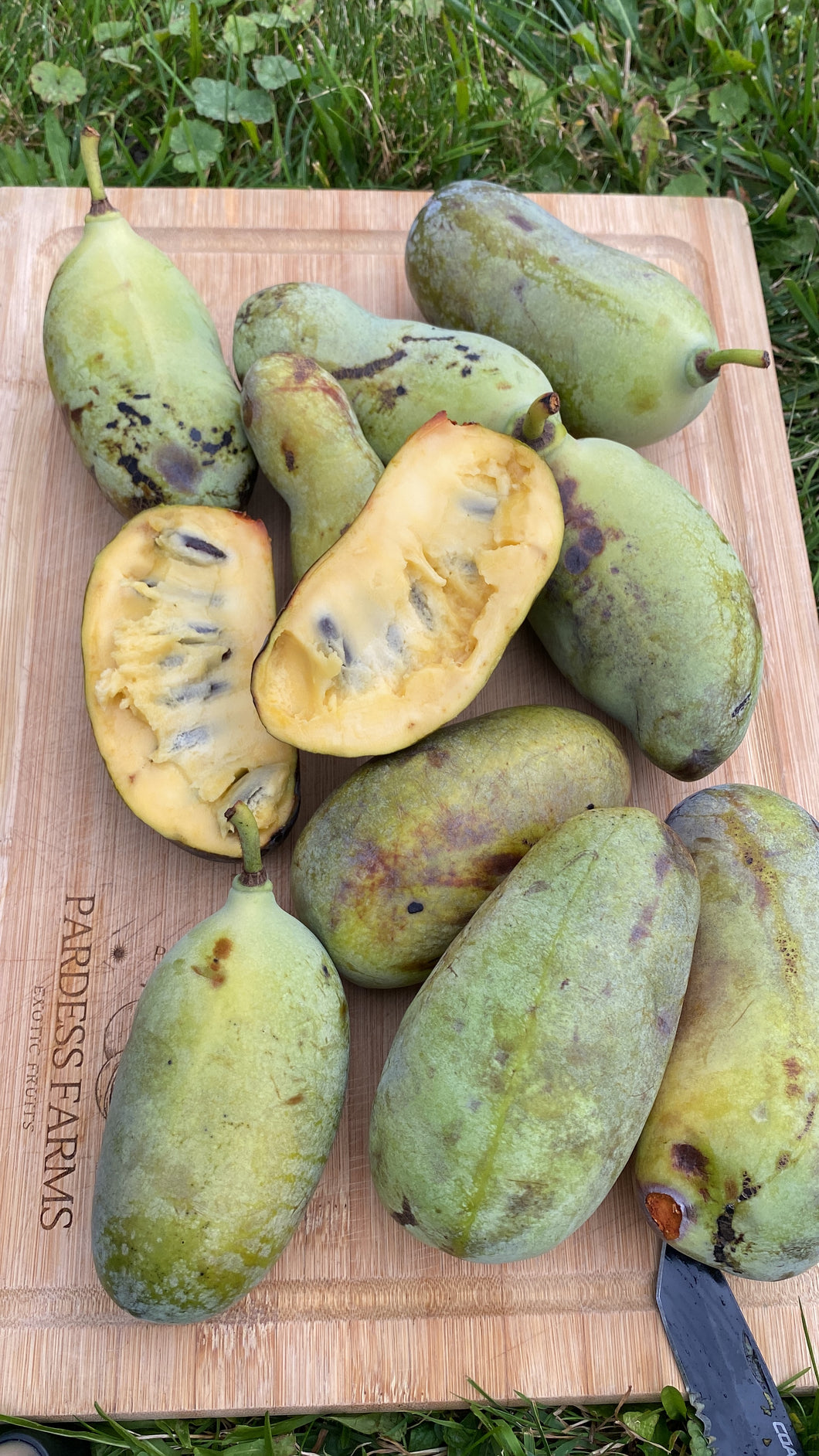 Pawpaw | Asmina Triloba | Box