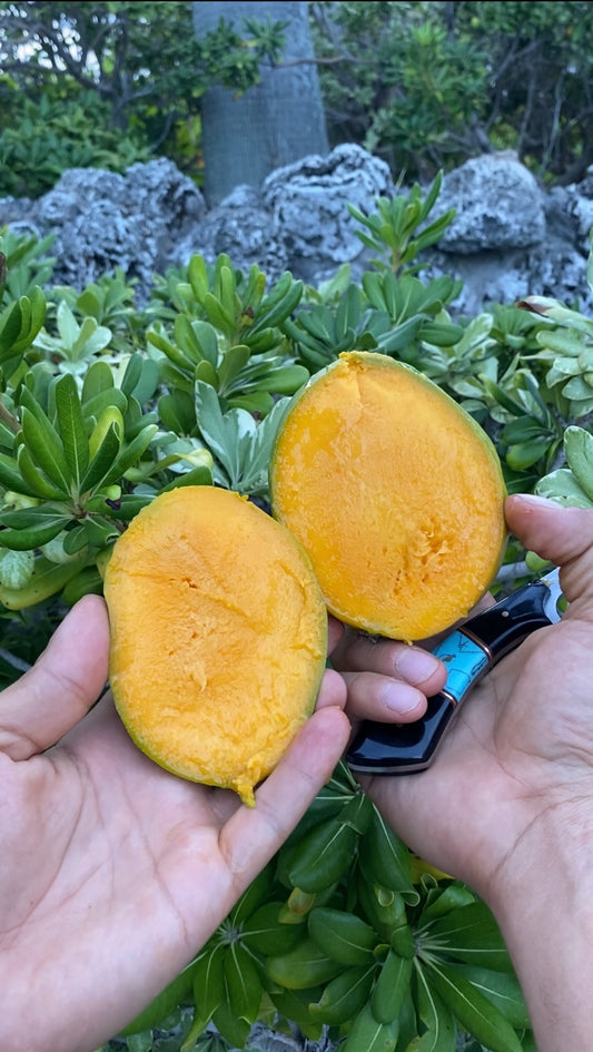 Carrie Mango | Box (~3lbs)