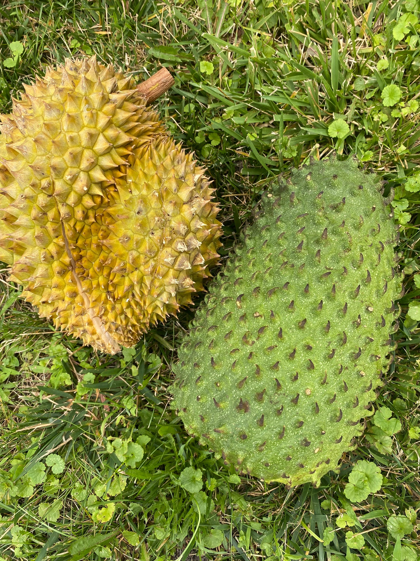 Durian | Fresh Monthong Durian 3-7Lbs