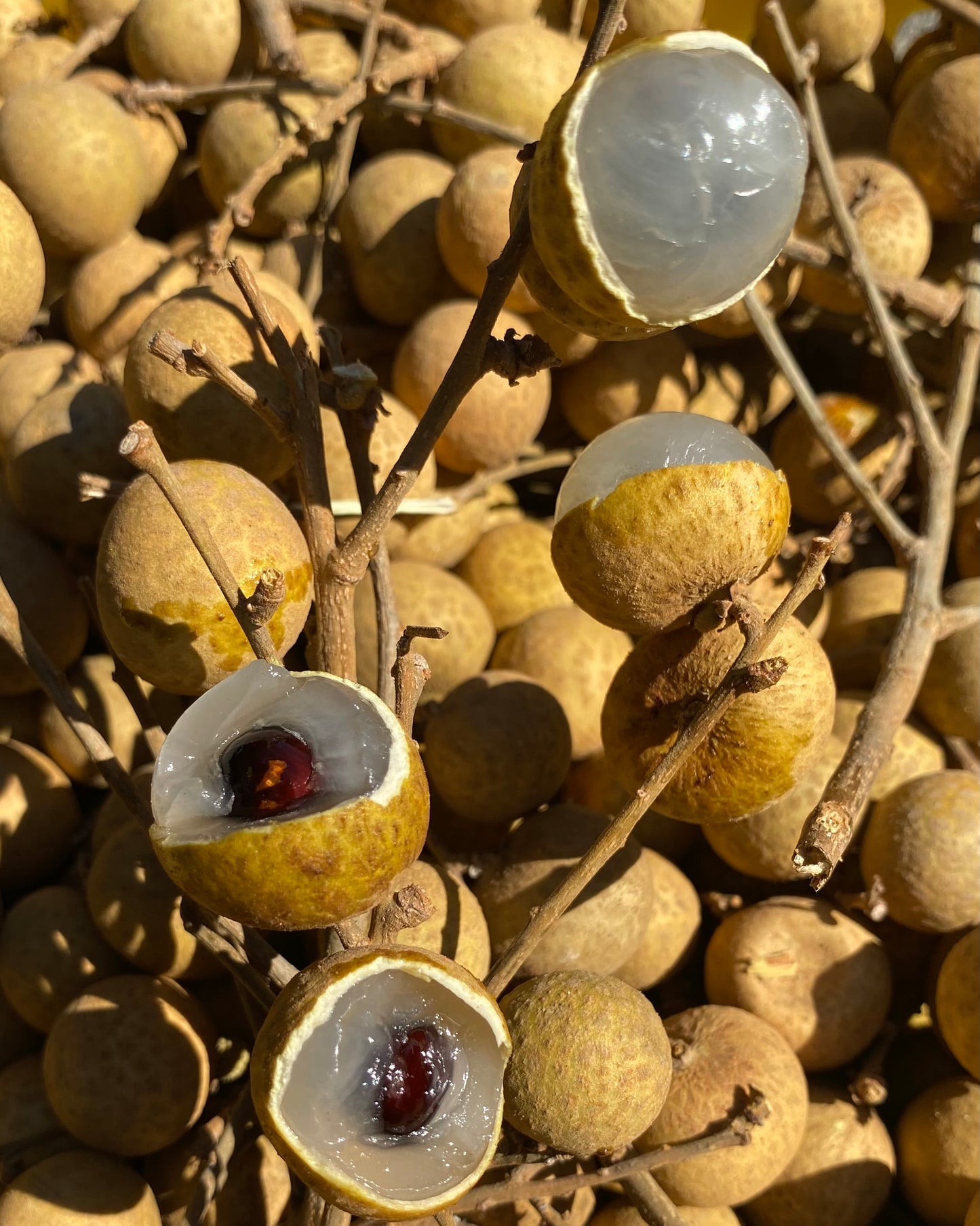 Longan | Honey Lychee | Box ~5Lbs