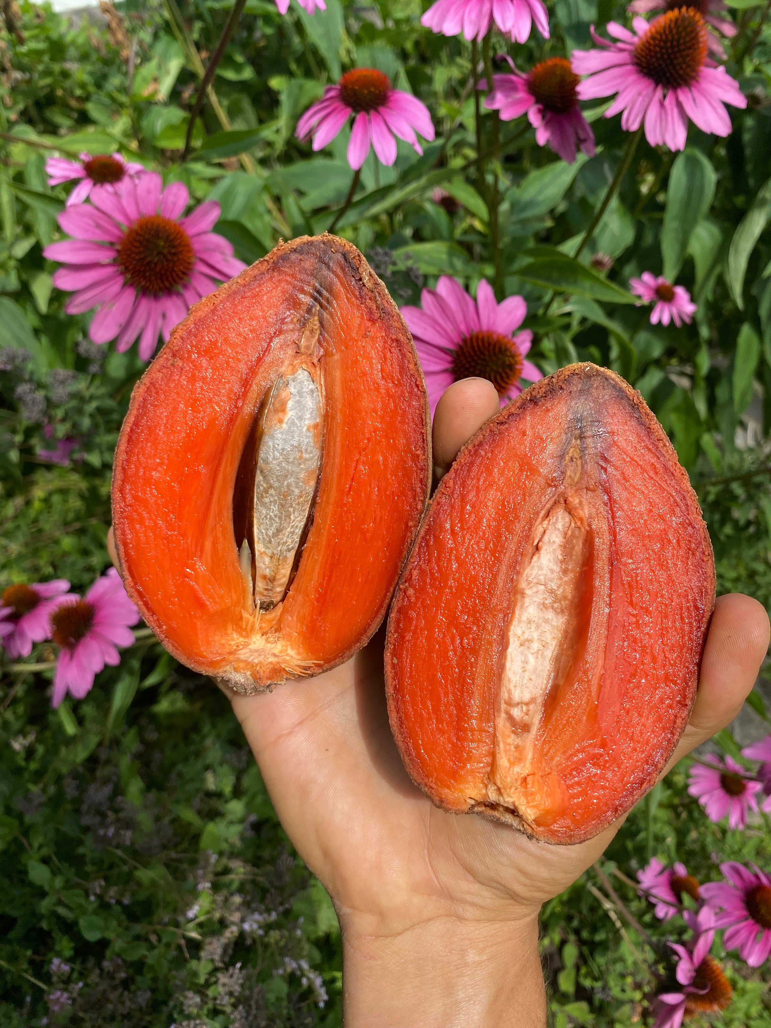 Mermaid SeaFruit - Mamey (Sapote) Fruit Box retailer