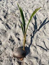 Load image into Gallery viewer, SPROUTED COCONUT (1)
