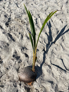 SPROUTED COCONUT (1)