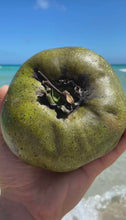 Load image into Gallery viewer, BLACK SAPOTE | CHOCOLATE PUDDING FRUIT | SMALL BOX 5 LBS
