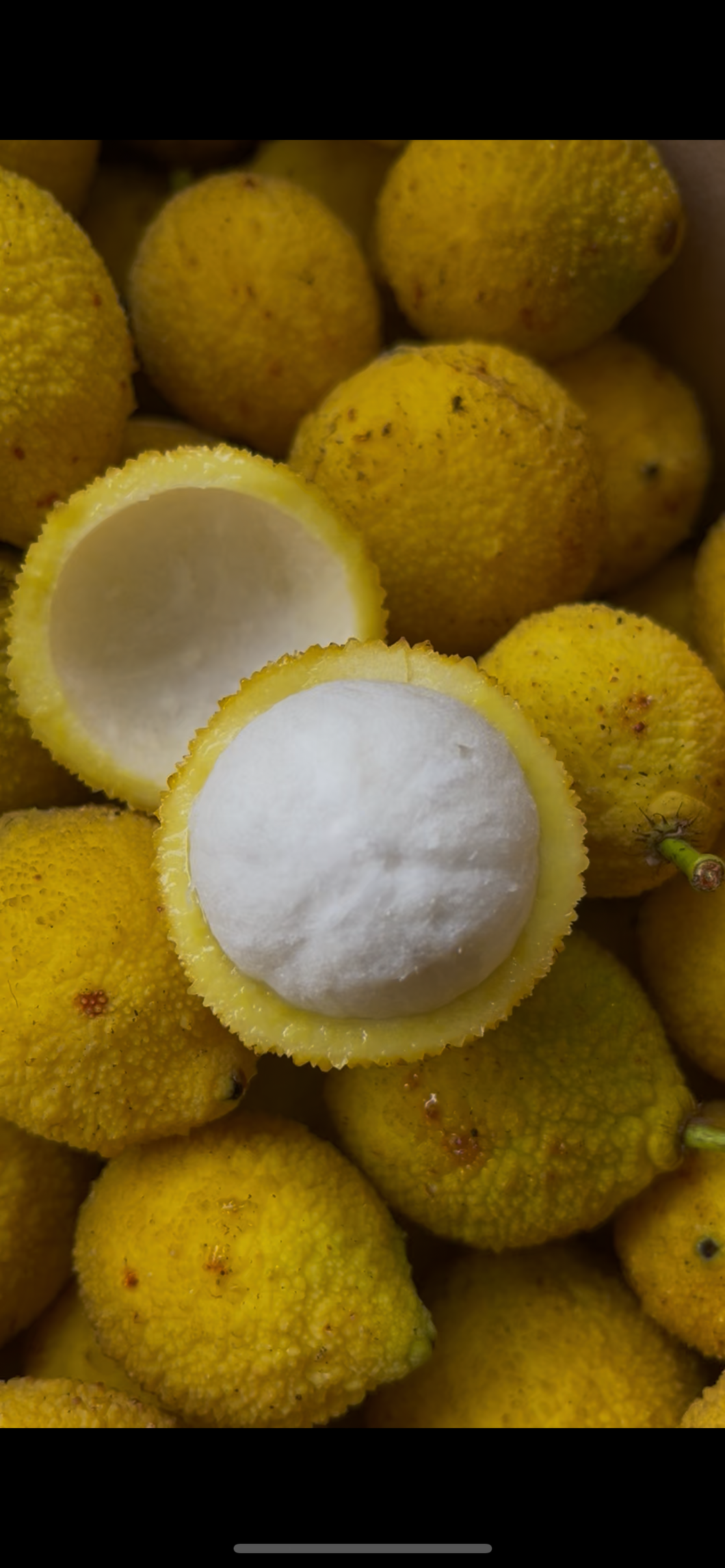 Charichuelo | Madroño Box (~1lb)