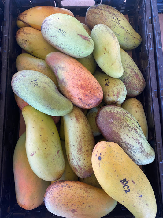 Mixed Mango Box 📦 🥭