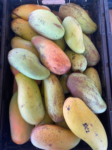 Weekly Mango Box (~3-3.5lbs) 📦 🥭