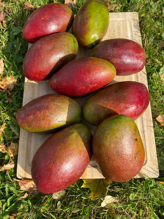 Mango | Palmer Brazil Box (7-9 mangos) (~4KG)