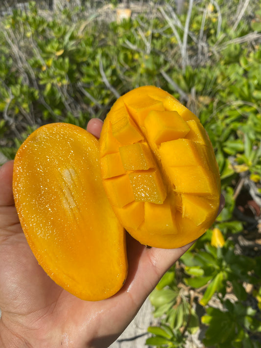 Mango | Po Pyu Kalay | Burma | Lemon Meringue| Box 5-9 Mangos (3-3.5lbs)