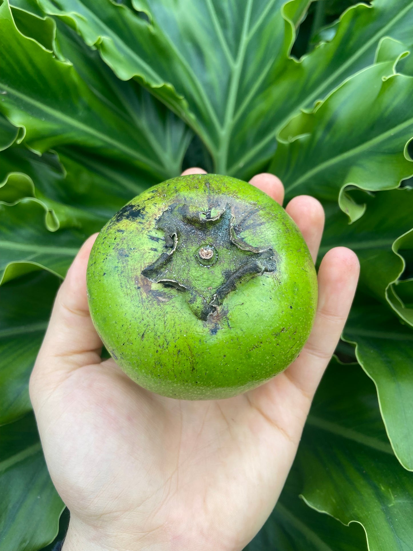 BLACK SAPOTE | CHOCOLATE PUDDING FRUIT | SMALL BOX 5 LBS