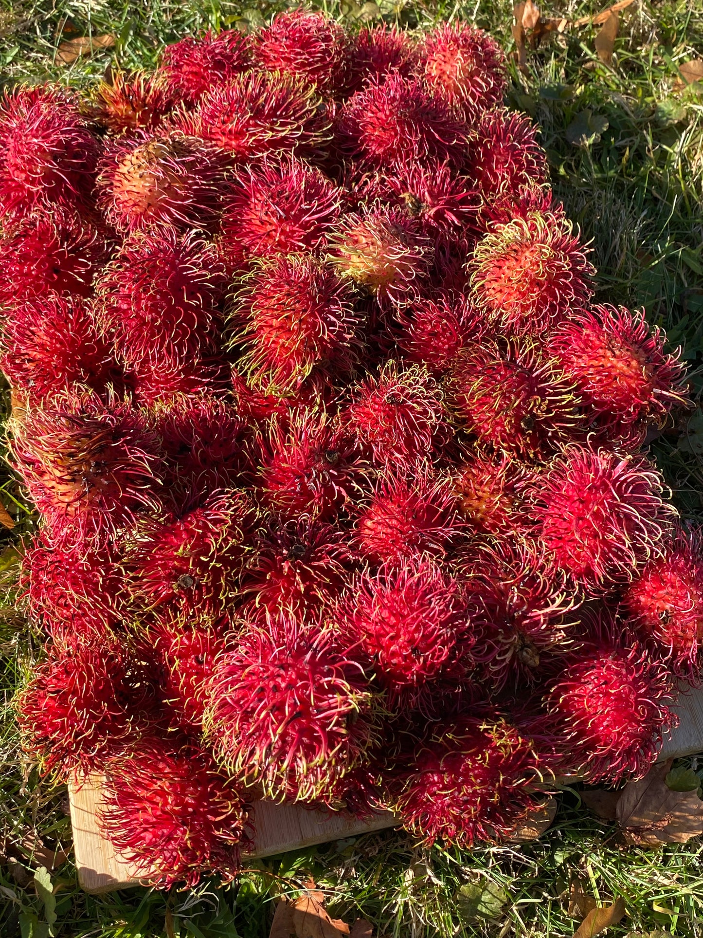 Rambutan | Box (2kg)