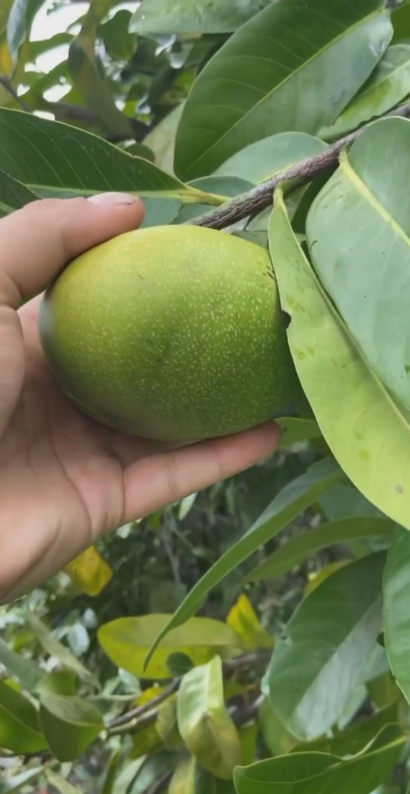 BLACK SAPOTE | CHOCOLATE PUDDING FRUIT | SMALL BOX 5 LBS