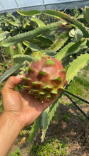Load image into Gallery viewer, Dragonfruit | Red Fleshed Box (5lbs box 5-10 Fruits)
