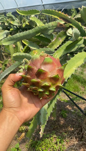 Dragonfruit | Red Fleshed Box (5lbs box 5-10 Fruits)