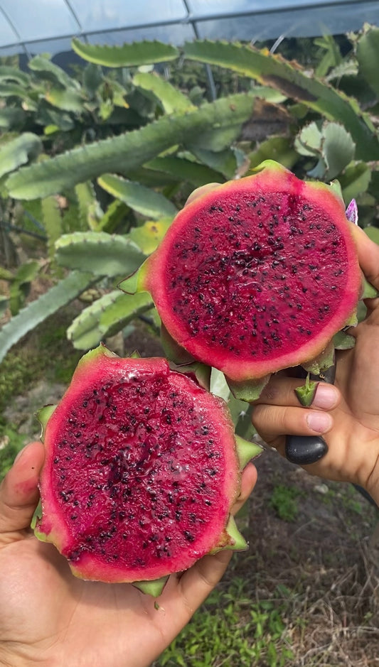 Dragonfruit | Red Fleshed Box (5lbs box 5-10 Fruits)