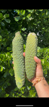 Load image into Gallery viewer, Monstera Deliciosa | (1 Fruit)
