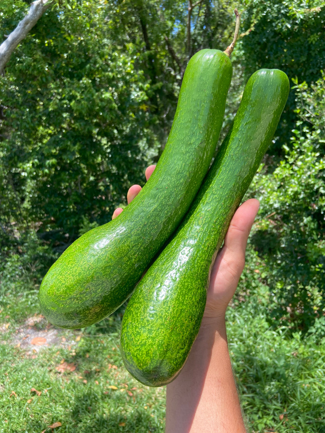Long Neck Avocado