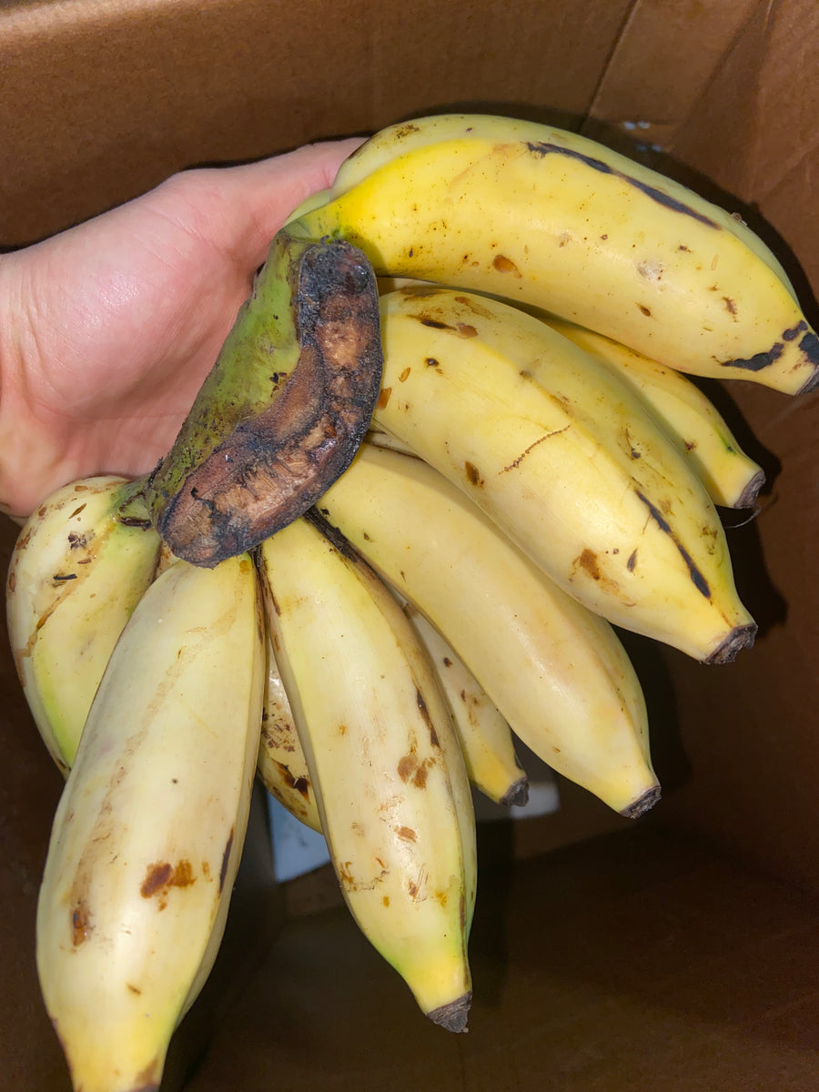 BANANA | PISANG RASTALI KAPPAL | SRI LANKA (~5LBS) – Pardess Farms