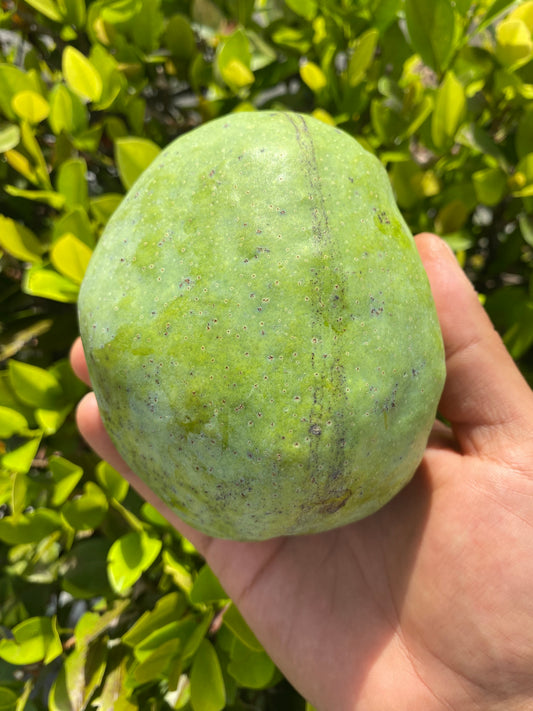 Piña Colada Mango | Box (~3.5lbs)