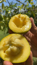 Load image into Gallery viewer, White Sapote| Box (3-5lbs)
