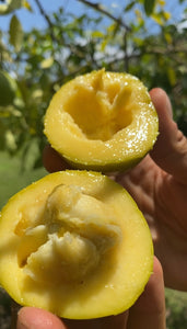 White Sapote| Box (3-5lbs)