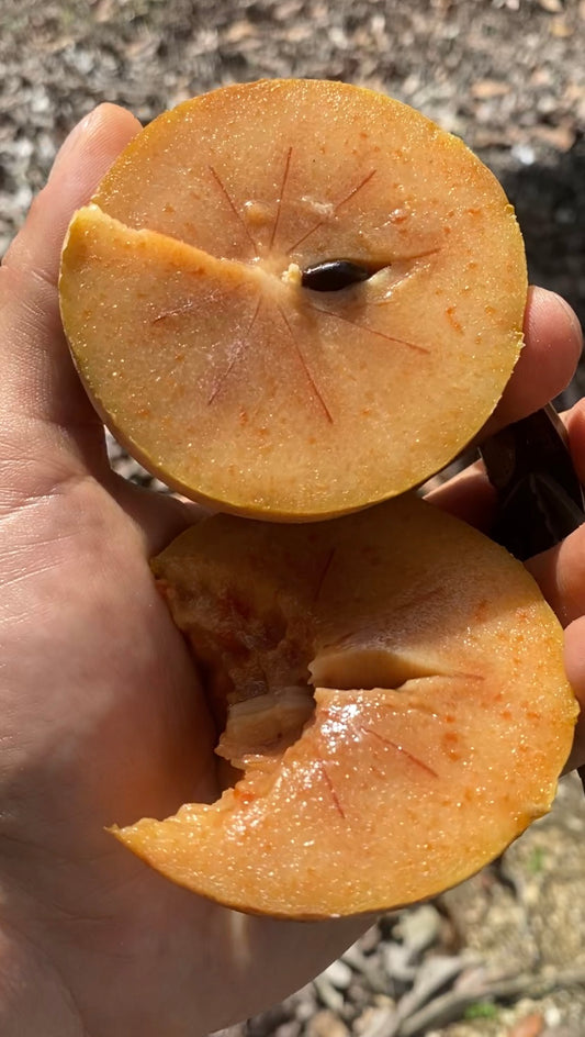 Alano Sapodilla | Naseberry Box (~3lbs)