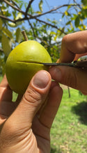 Load image into Gallery viewer, White Sapote| Box (3-5lbs)
