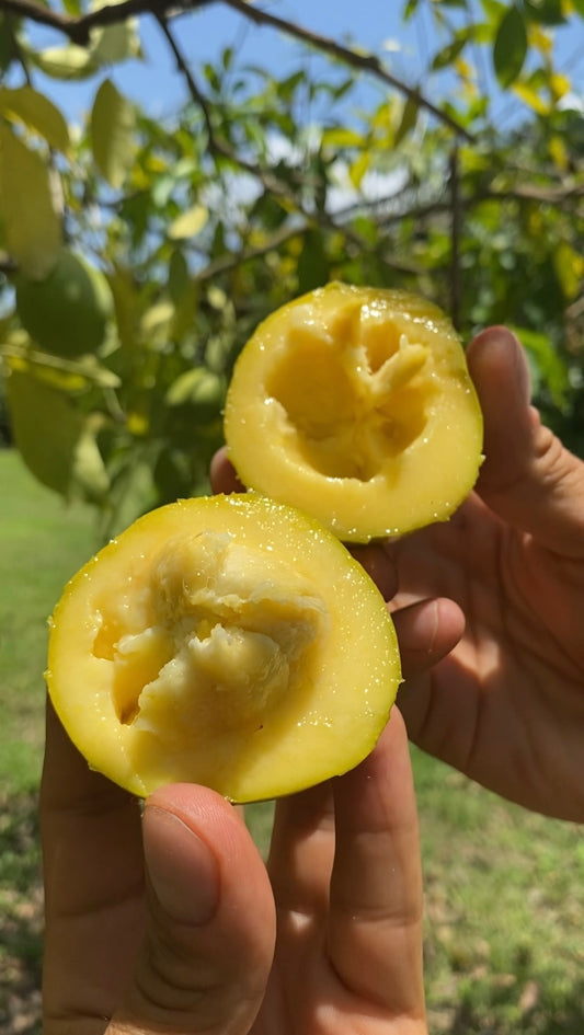 White Sapote| Box (3-5lbs)