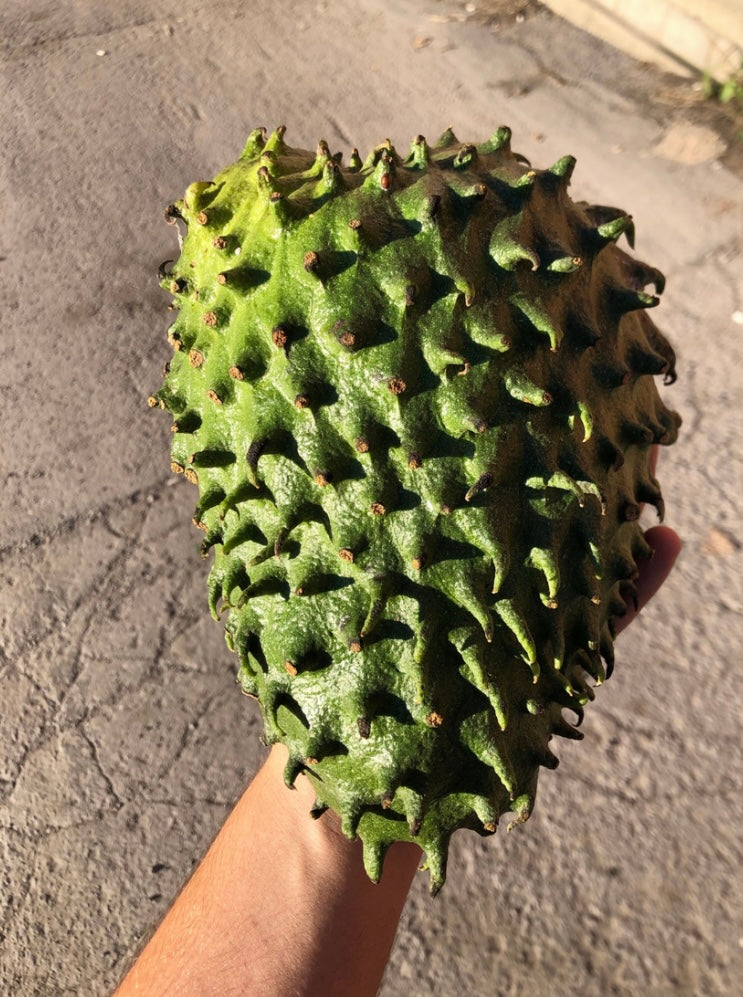 Soursop | Guanabana | Graviola Box - 5LBS