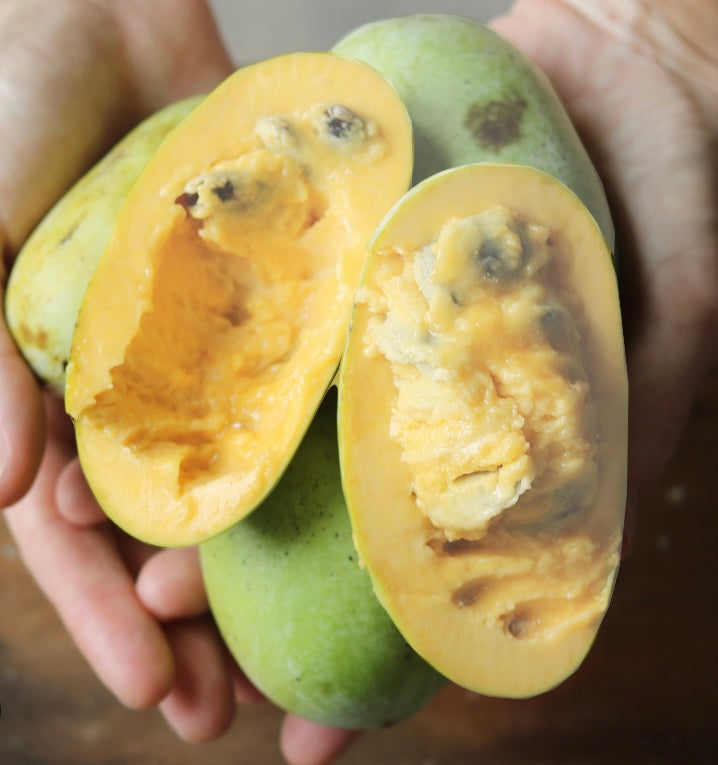 Pawpaw | Asmina Triloba | Box