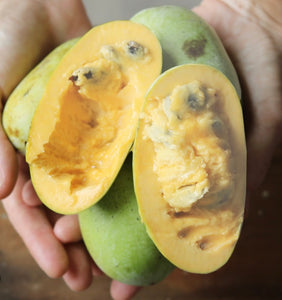 Pawpaw | Asmina Triloba | Box