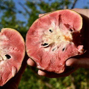 RED CUSTARD APPLE SAN PABLO (BOX 2.5-3LBS)