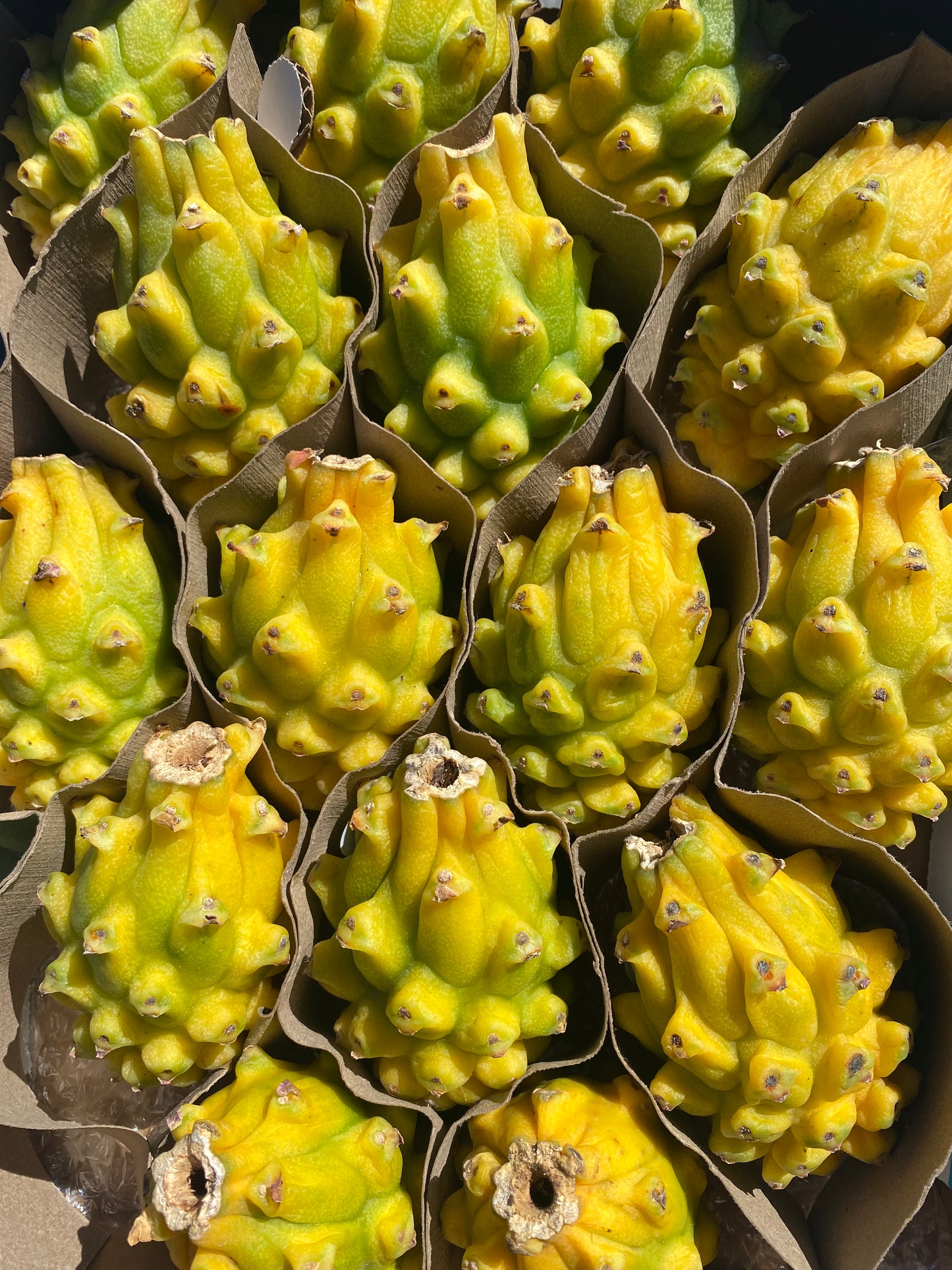 Dragonfruit | Yellow Pitahaya Box - ~2KG 8-15 FRUITS