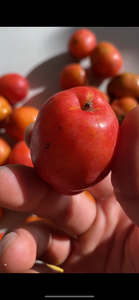 Jocote | Ciruela | Hog Plum (2lbs)