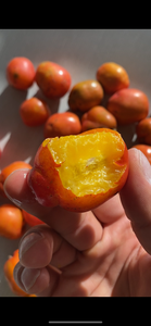 Jocote | Ciruela | Hog Plum (2lbs)
